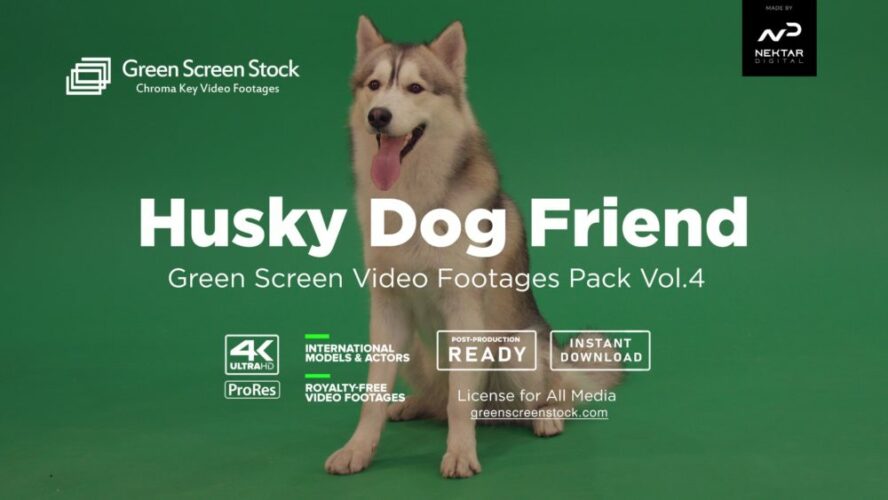 green screen dog