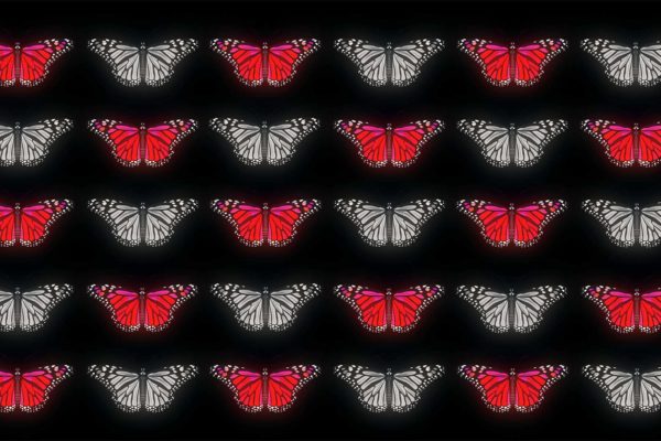 Butterfly Effect 4K Video Footage