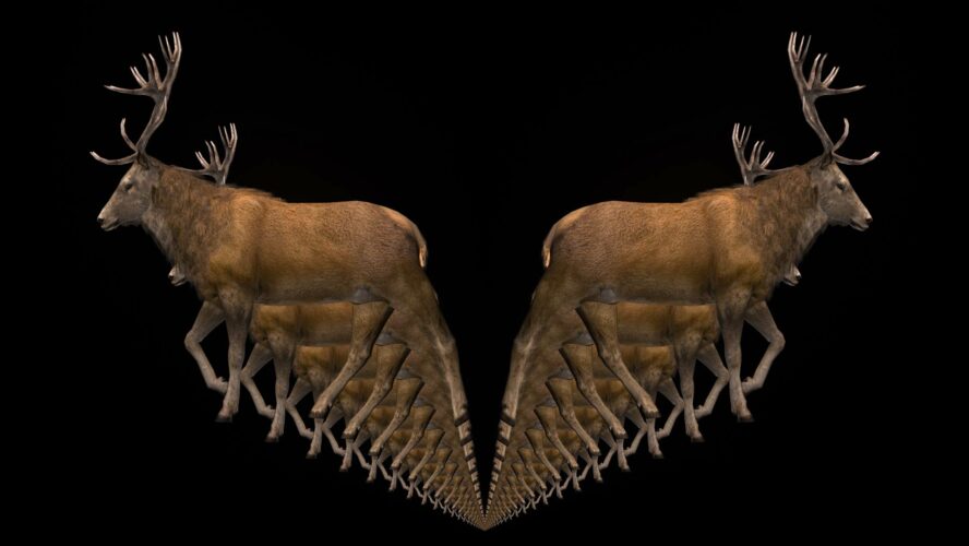 Video Art 3D animated stag deer isolated on alpha channel