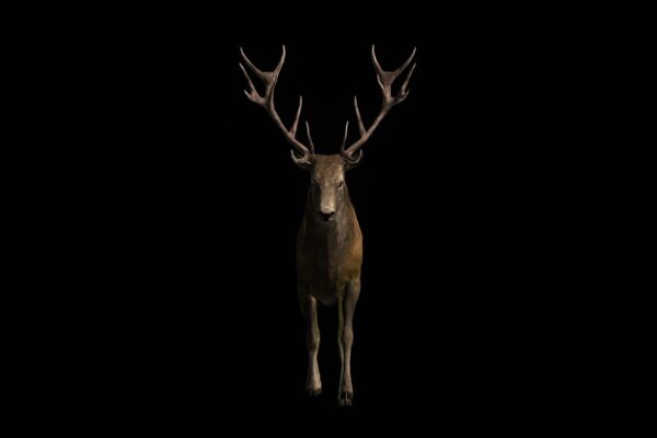 Video Art 3D animated stag deer isolated on alpha channel