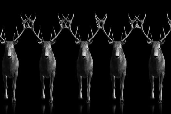 dark-stag--channel-studio - Dark Stag