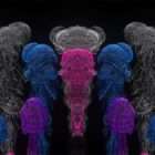 Smoke Pattern Motion Background video