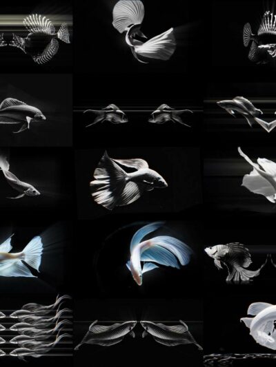 AI Visuals Fish Video footage for holographic