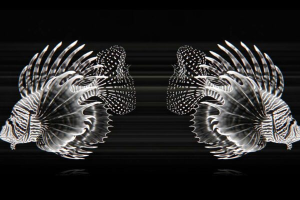 AI Visuals Fish Video VJ Loop