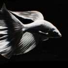 AI Visuals Fish Video VJ Loop