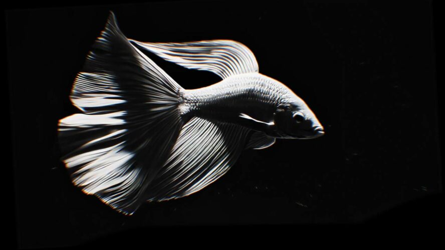 AI Visuals Fish Video VJ Loop