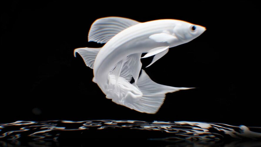 AI Visuals Fish Video VJ Loop
