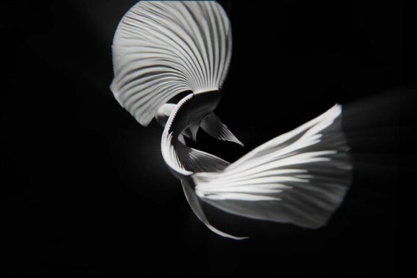 AI Visuals Fish Video VJ Loop