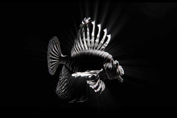 Hologram Fish Video VJ Loop AI