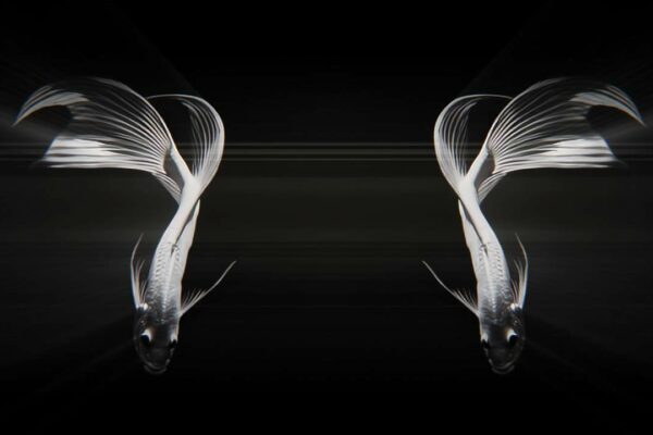 Hologram Fish Video VJ Loop