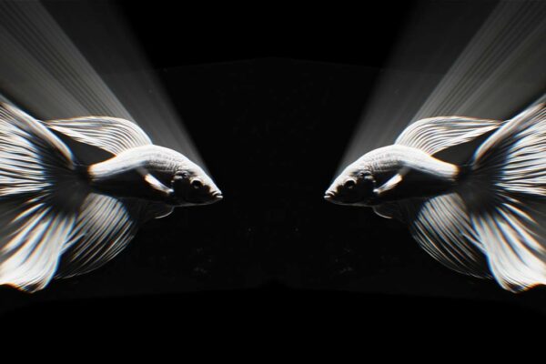 Hologram 3D Fish Video