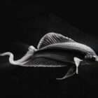 Hologram 3D Fish Video