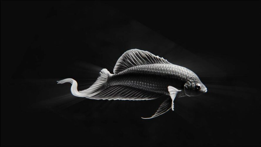 Hologram 3D Fish Video