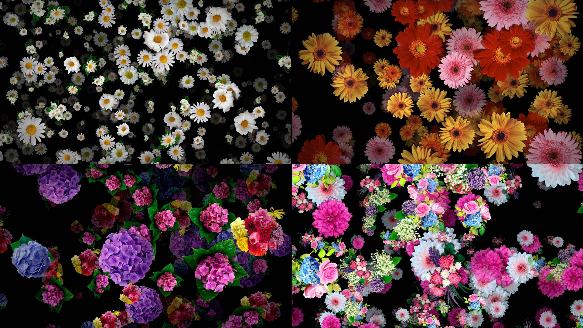 Visual Bundle Spring Edition